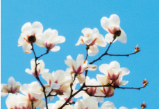 上海市市花——白玉兰