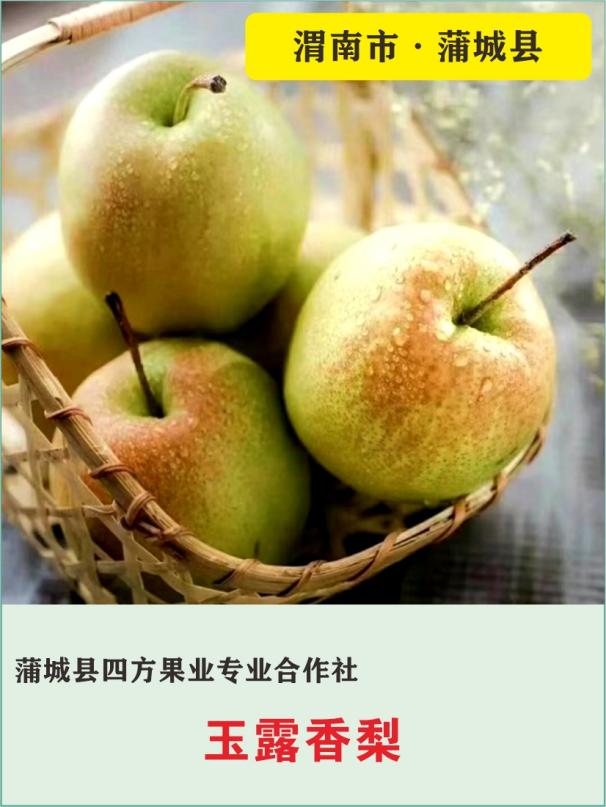 41、蒲城县四方果业专业合作社