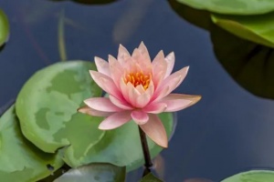 南湖公园的睡莲醒了 一起来邂逅夏日美景吧