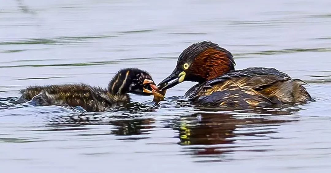 南乐县马颊河国家湿地公园|生态如画 候鸟翔集