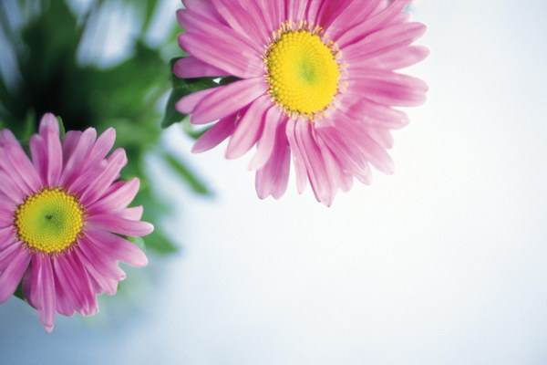 1971年属什么生肖，1971年属什么生肖多少岁了