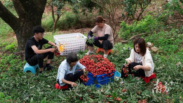 在茂名高州，荔农一家人在荔枝树下协作分拣刚刚采摘的荔枝。冯洁云 摄