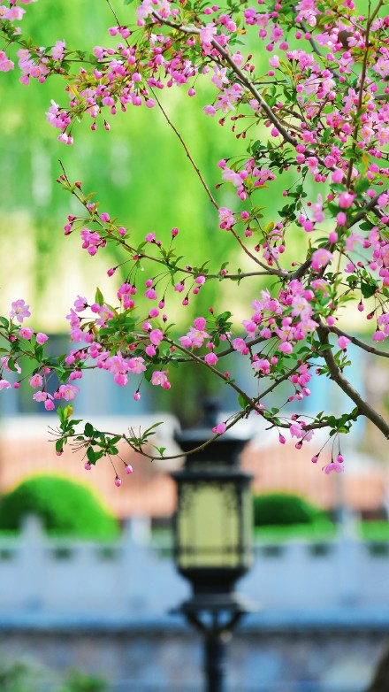 春天的你，喜欢打卡公园吗？