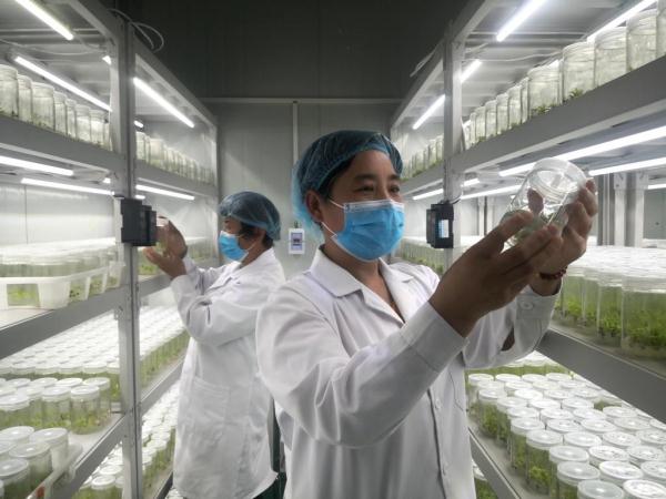 土特产变“金疙瘩”,特色产业拓宽泰山脚下乡村振兴路