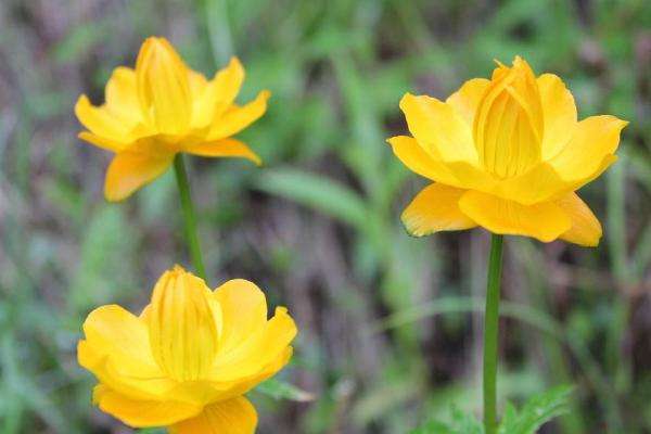 宠物怎么驱虫，宠物怎么驱虫史上最强炼气期史上最强炼气期笔趣阁