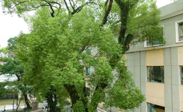 广州沙面常常弥漫着一股神秘香味?原来出自它……