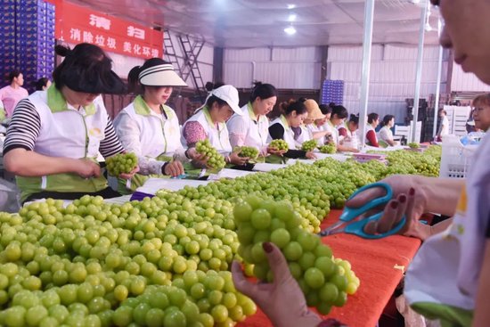 澧县,员工在精选阳光玫瑰葡萄