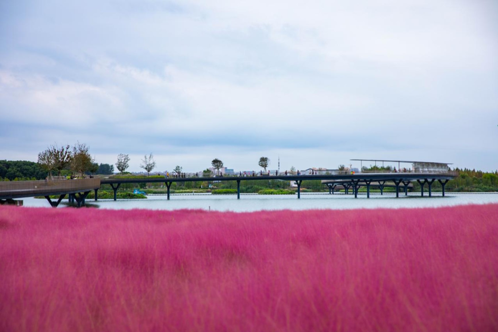 秋日“沪”水游丨青浦，江南秋日胜春朝