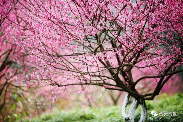 西安气象：春暖等花开  雨水短暂登场