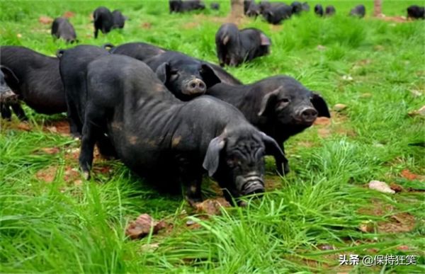 贵州十大土特产(贵州省十大特产及排行榜)