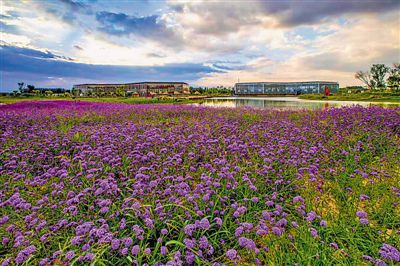 <p> 凤凰花溪谷</p>