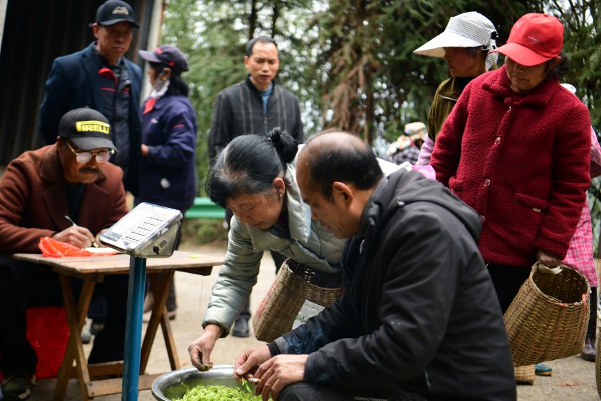 排队称重上交茶叶。主办方供图