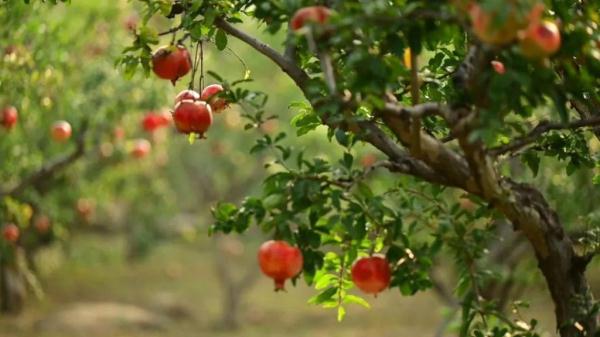 土特产变“金疙瘩”,特色产业拓宽泰山脚下乡村振兴路