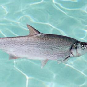 黑龙江最有名的特产是什么(黑龙江特产排行榜前十名)-第2张图片-飞扬号