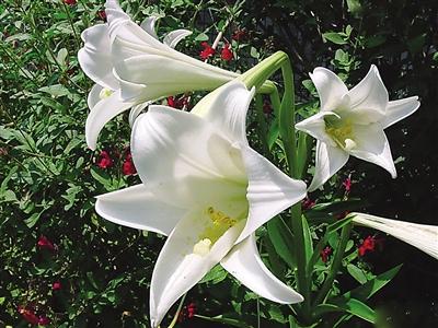 南平“市树”:闽楠、香樟 “市花”:桂花、百合花