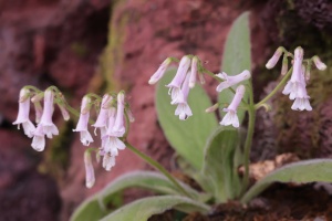 广西喀斯特地貌特色植物——苦苣苔,你见过吗?