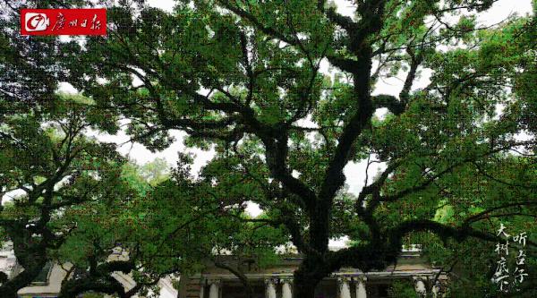 广州沙面常常弥漫着一股神秘香味?原来出自它……