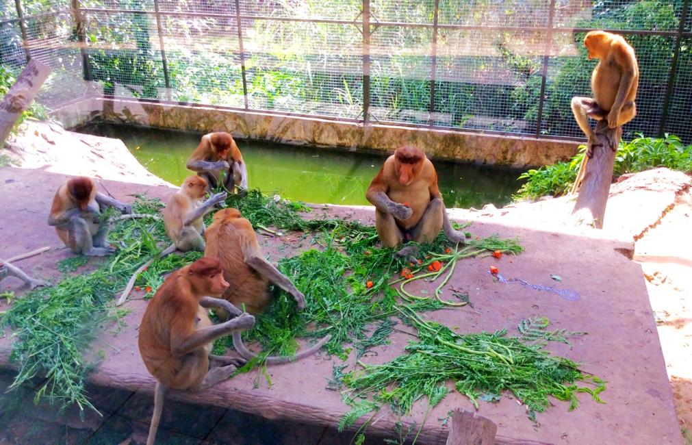 洛高宜野生动物园 Lok Kawi Wildlife Park