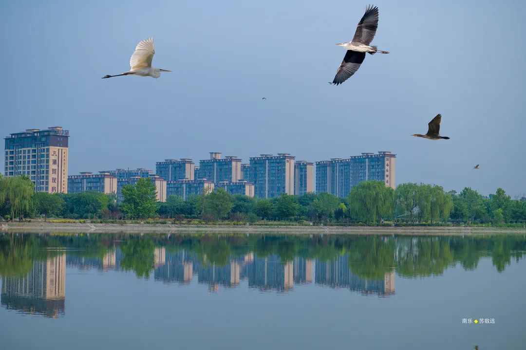 南乐县马颊河国家湿地公园|生态如画 候鸟翔集