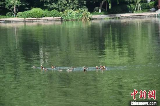 西湖四大冬候鸟之一的鸳鸯抵达西湖。陆建利 摄