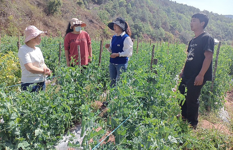 代海娟(右二)在查看水晶豌豆长势。漾濞县委宣传部供图
