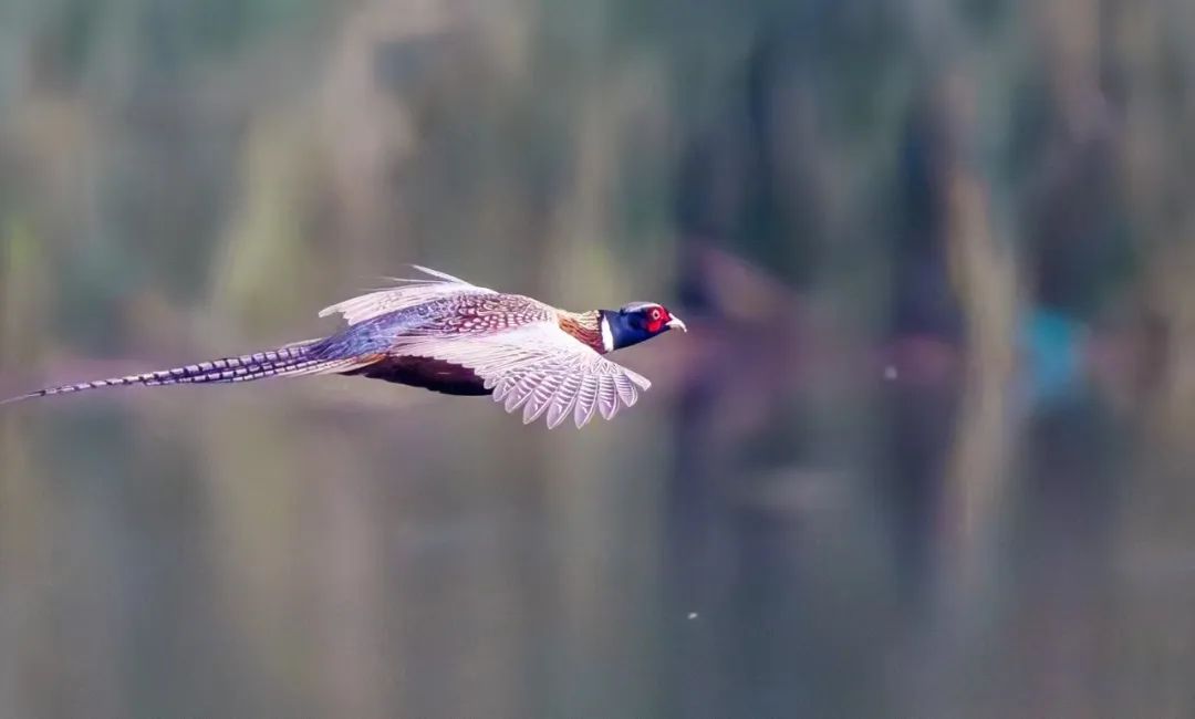 南乐县马颊河国家湿地公园|生态如画 候鸟翔集