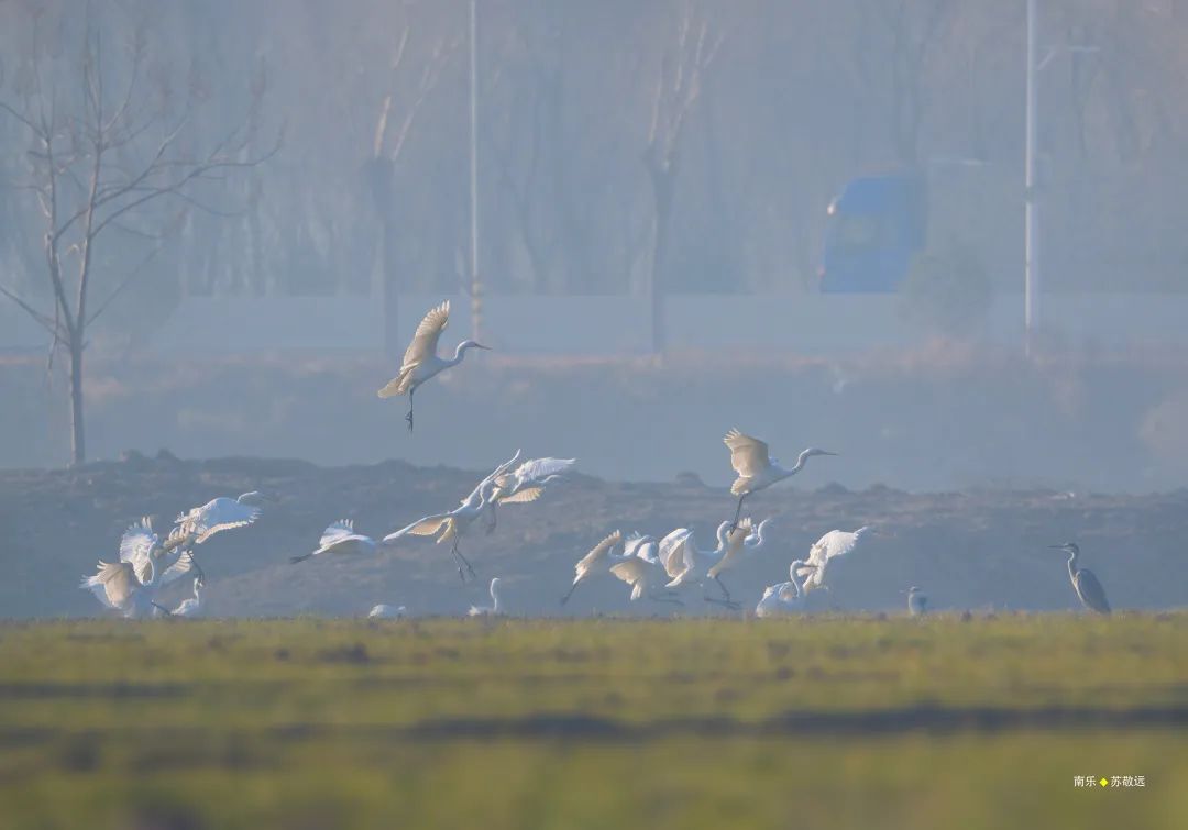 南乐县马颊河国家湿地公园|生态如画 候鸟翔集