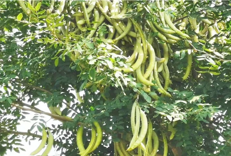 皂角挂满枝头。