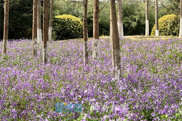 4月1日局地还有雨!3月济南冷空气寒意收尾 4月一路向暖冲击24℃