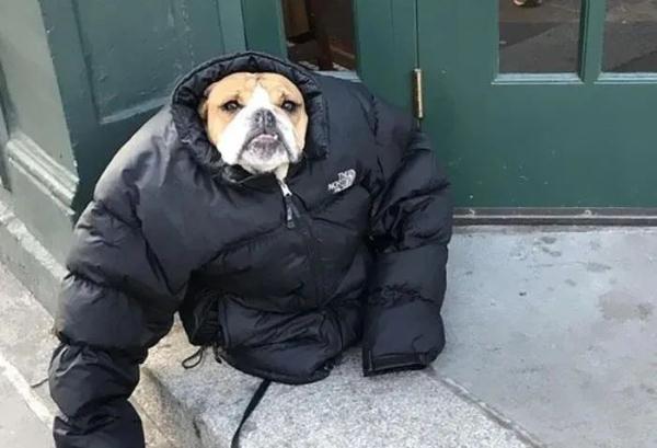 上海下周冷到零下还有雨夹雪?最新回应