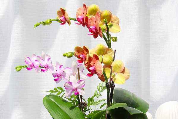 幽门螺旋杆菌挂什么科,治疗幽门螺旋杆菌挂什么科