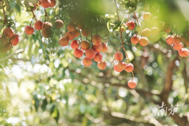 双肩玉荷包。资料图片