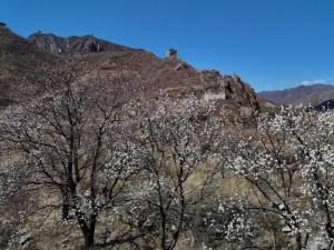 河北秦皇岛：春到长城花烂漫