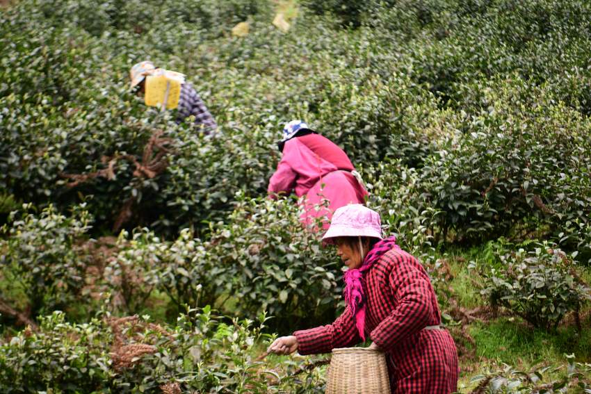 在山上采茶的陕西采茶工。主办方供图