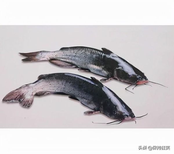 贵州十大土特产(贵州省十大特产及排行榜)