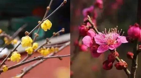 周末赏梅好去处!盘点西安几处蜡梅盛开的地方