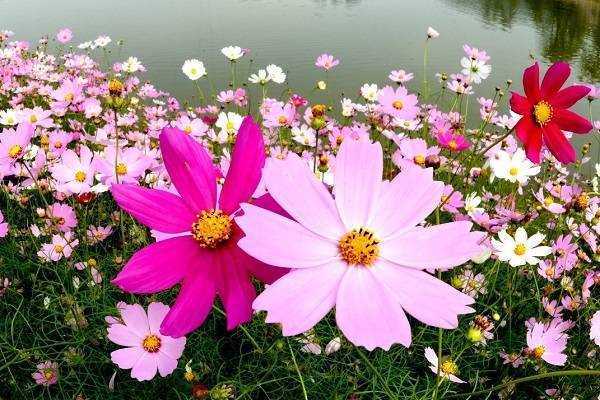 凤凰男是啥意思,凤凰男是啥意思凤凰男