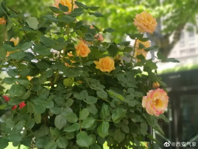 西安气象:今日最高气温突破35℃ 明后两天热力持续