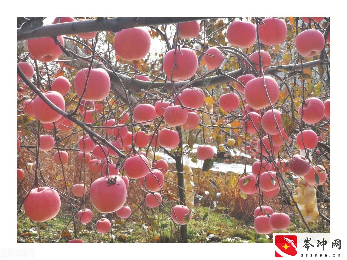 河南土特产排行榜前十名