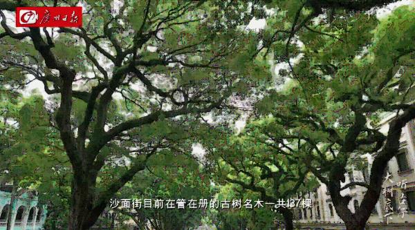 广州沙面常常弥漫着一股神秘香味?原来出自它……