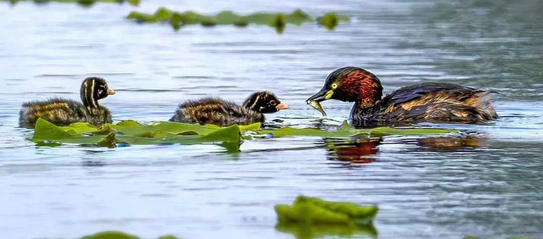 南乐县马颊河国家湿地公园|生态如画 候鸟翔集