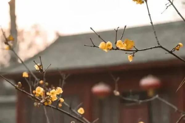 周末赏梅好去处!盘点西安几处蜡梅盛开的地方