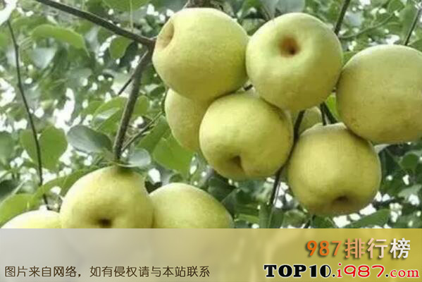 十大山西最有名土特产之祁县酥梨