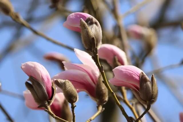 北京:周六阵风较大 注意防风防火 近期花粉浓度明显上升