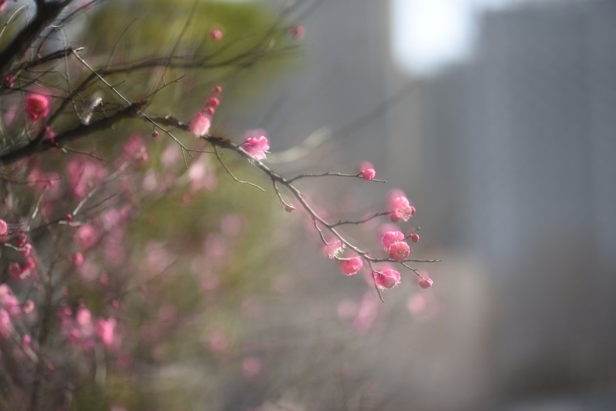 拉萨春节旅游攻略
