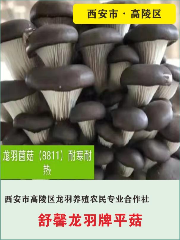 45、西安市高陵区龙羽养殖农民专业合作社