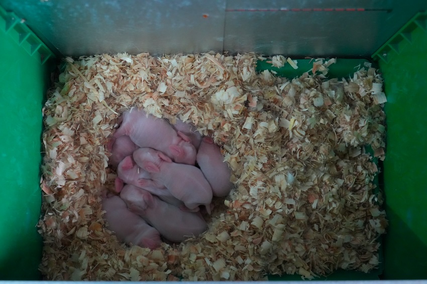 现代化的养殖车间内的仔兔产房。人民网 王凡摄