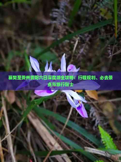 襄樊至贵州贵阳六日深度游全攻略:行程规划、必去景点与旅行贴士