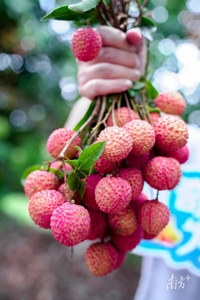 桂味荔枝。陈磊 摄