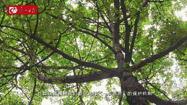 广州沙面常常弥漫着一股神秘香味?原来出自它……